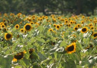 photo credit: Sunflowers via photopin (license)